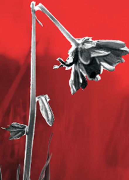 А зори здесь тихие...